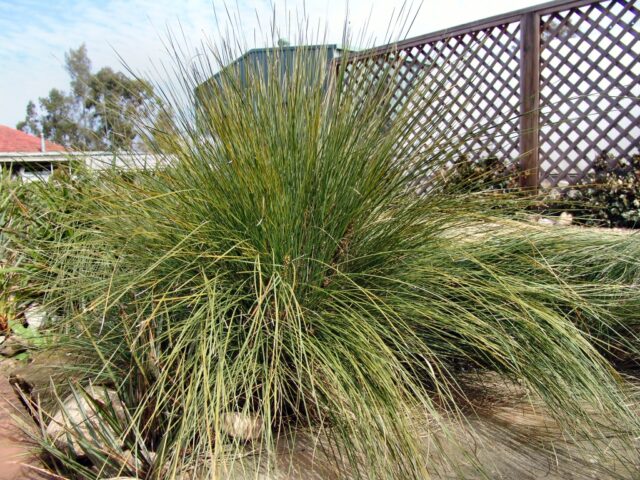Lomandra confertifolia flax lily 'Wingarra'