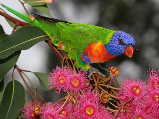 Rainbow lorikeet loving the Corymbia flowers