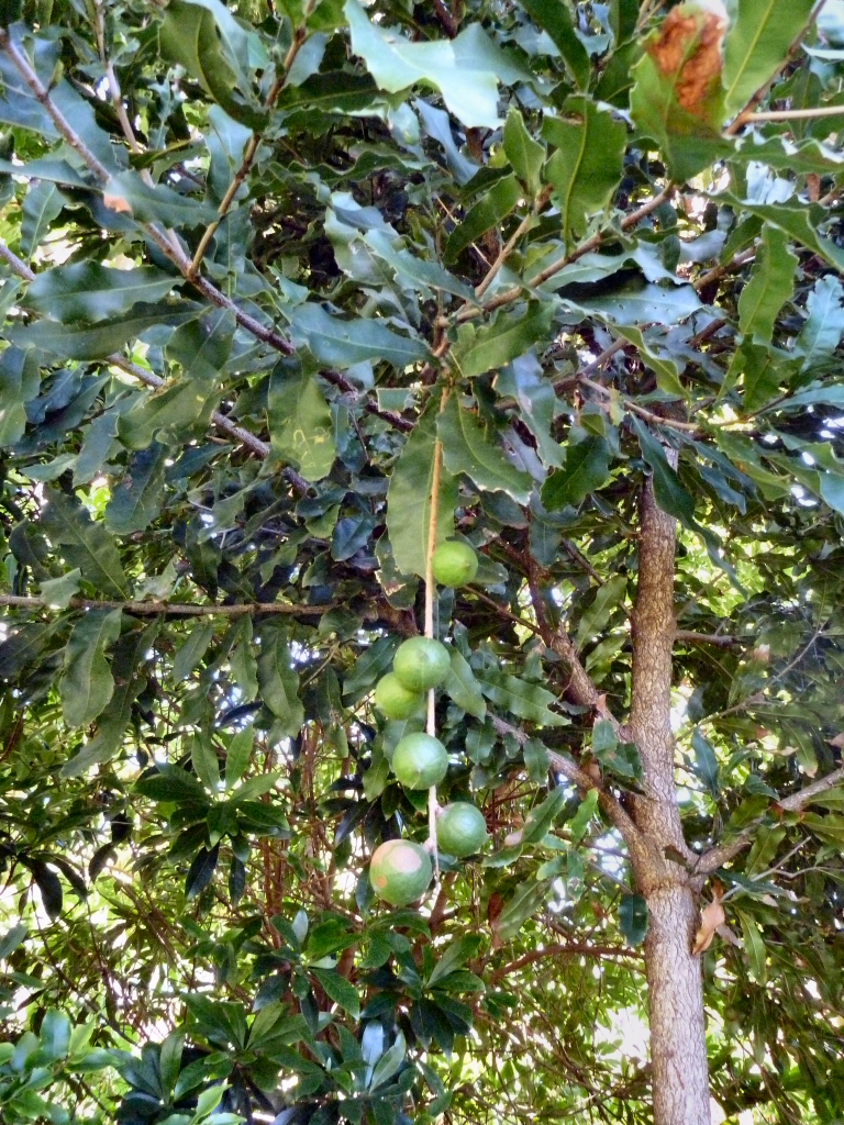 Macadamia integrifolia -macadamia nuts