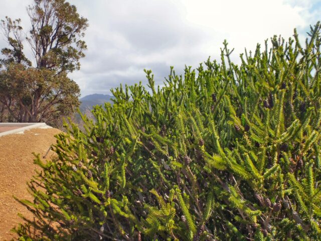 Melaleuca diosmifolia - honey myrtle