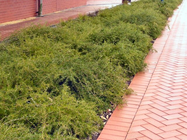 Melaleuca pentagona 'Little Penta' - honey myrtle