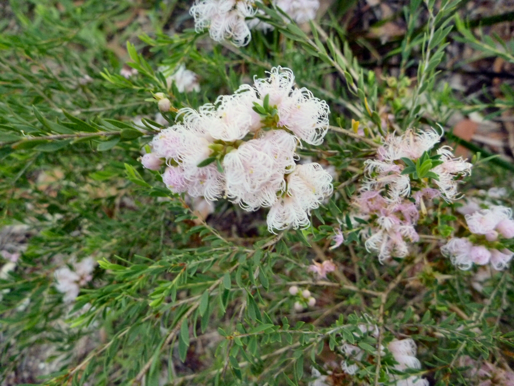 Melaleuca thymifolia honey myrtle 'Pink Lace'