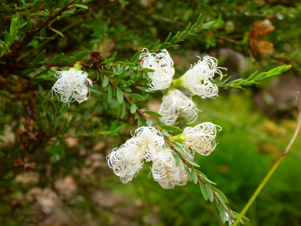 Melaleuca thymifolia honey myrtle 'White Lace'