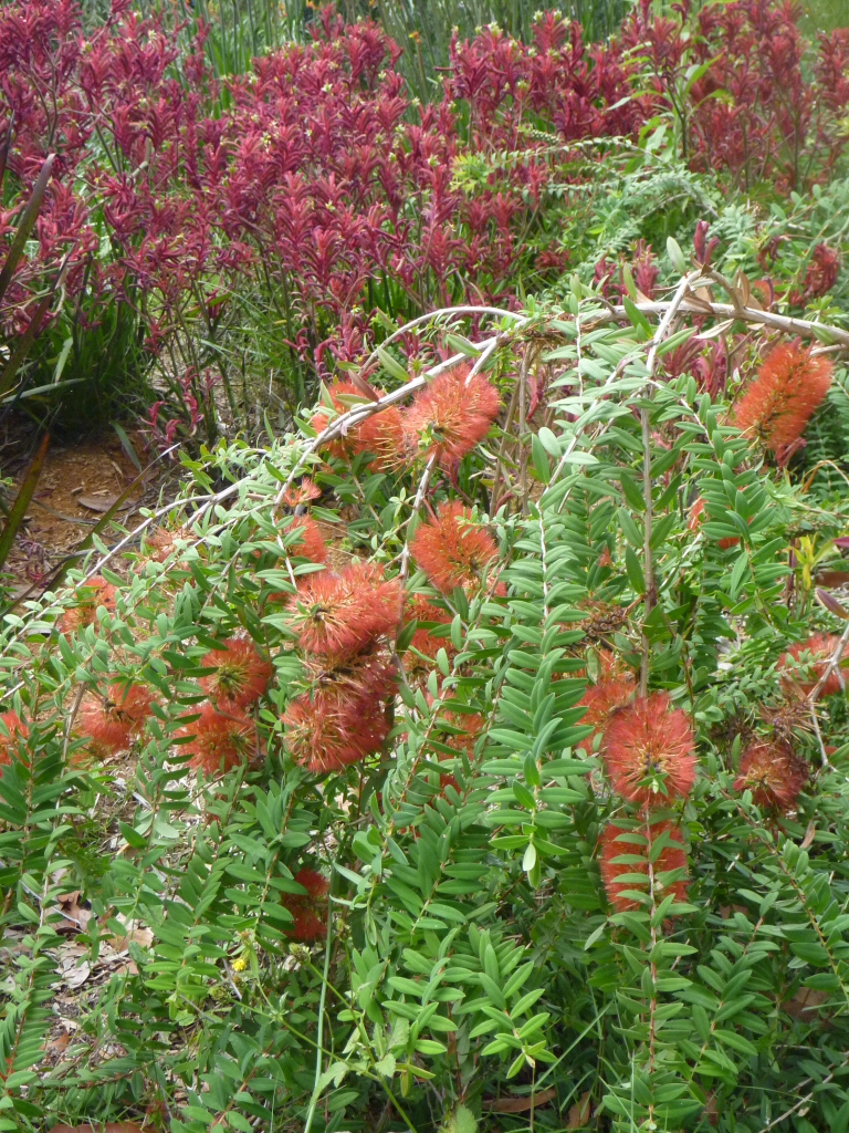 Melaleuca hypericifolia honey myrtle 'Ulladulla Beacon'