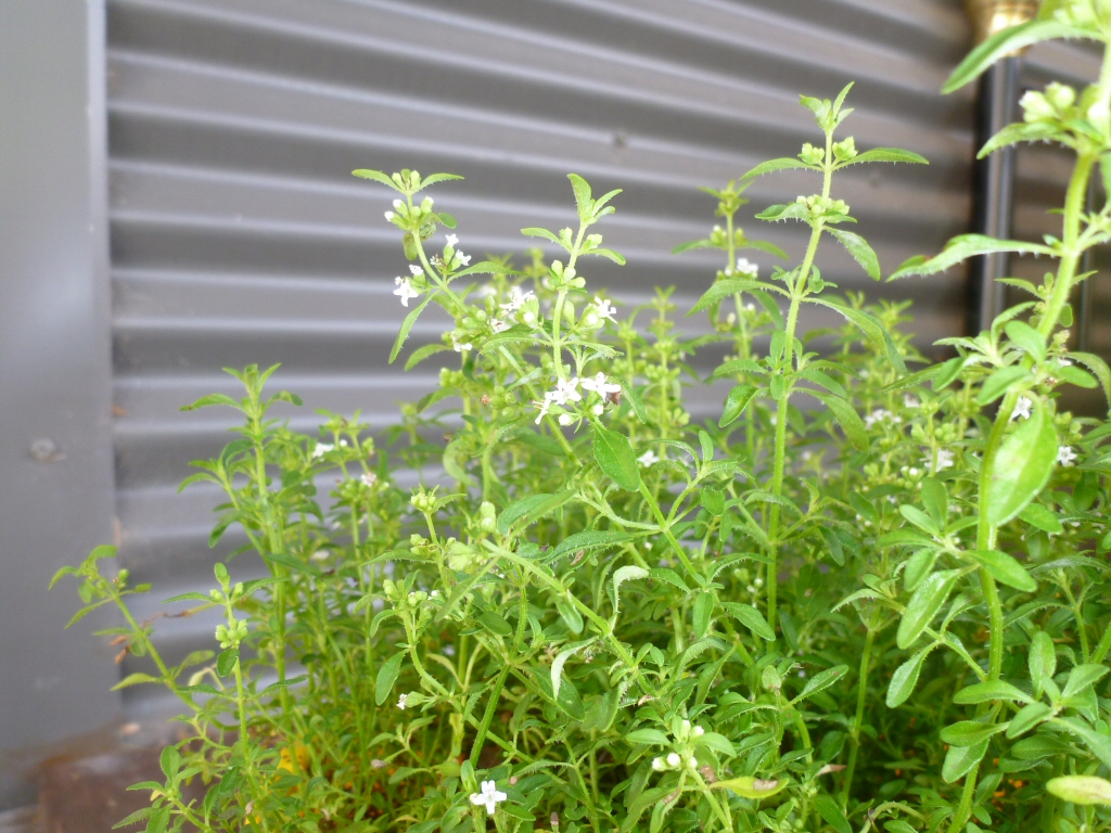 mentha satureoides or native pennyroyal variety bush-mint