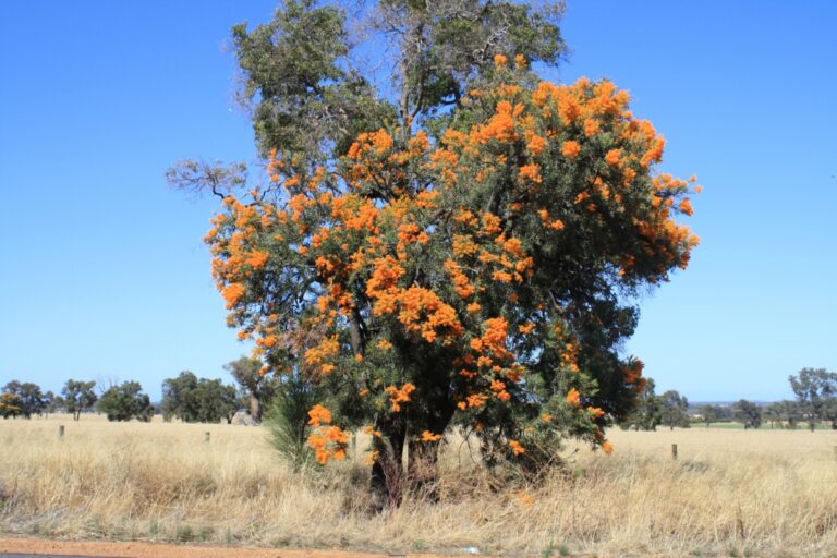 Nuytsia floribunda Western Australian Christmas Tree Gardening With Angus