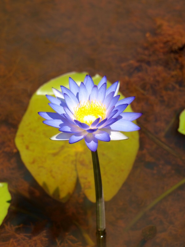 Nymphaea violacea Blue Lily Gardening With Angus
