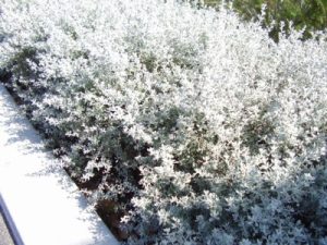 olearia-axillaris_daisy-bush_little-smokie-1 | Gardening With Angus