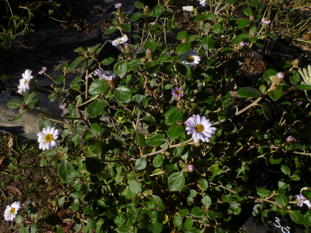 olearia-tomentosa_daisy-bush_mauve-magic