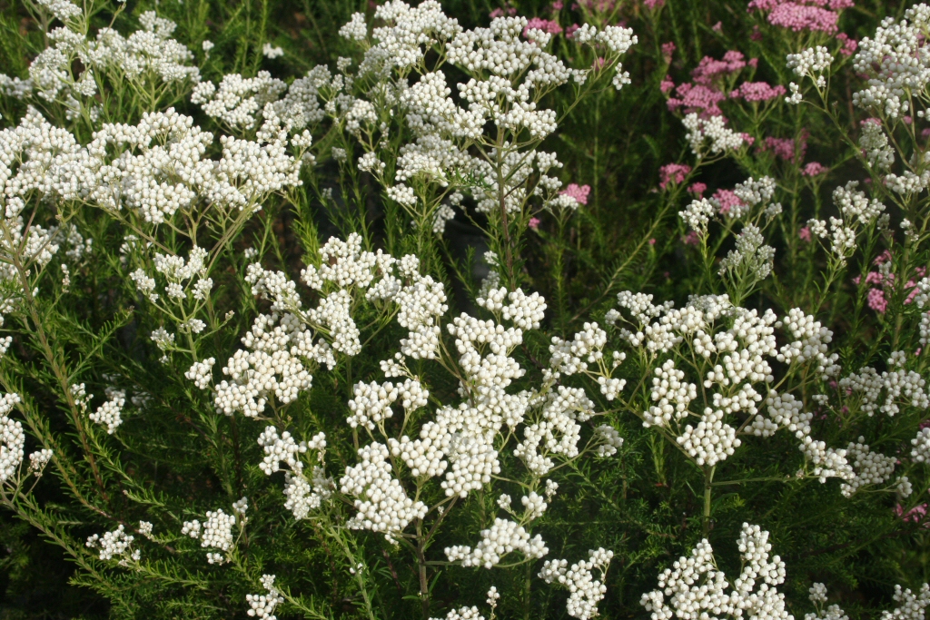 Ozothamnus diosmifolius - rice flower 'Springtime White'