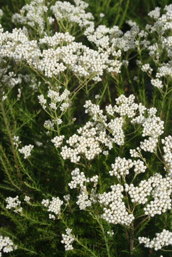 Ozothamnus diosmifolius - rice flower 'Springtime White'