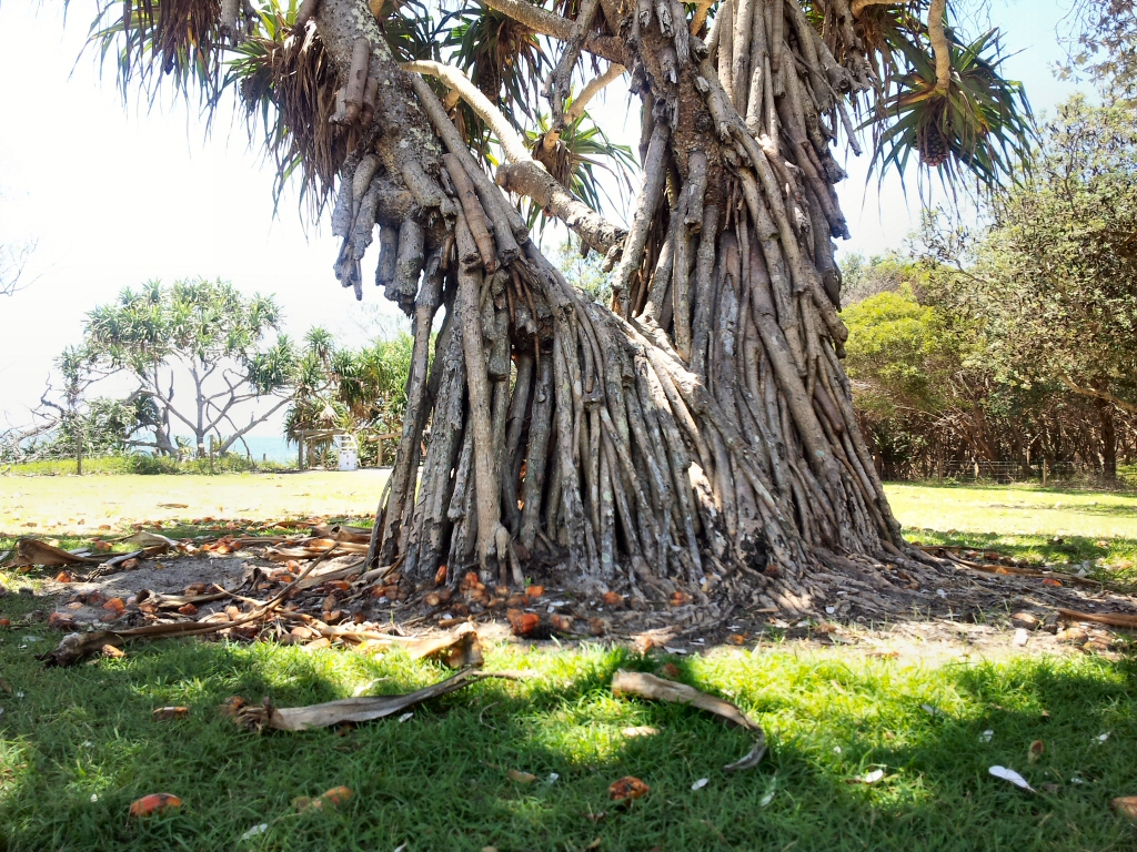 Pandanus tectorius - pandanus palm has plentiful buttress roots