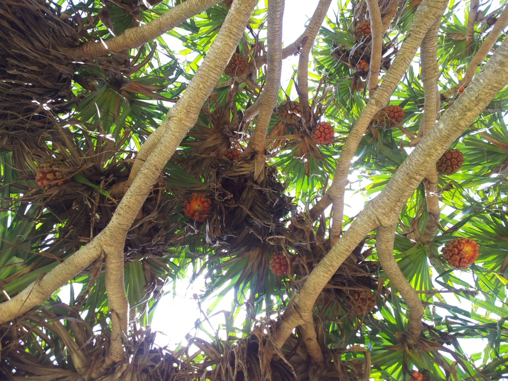 Pandanus tectorius - pandanus palm with red fruit