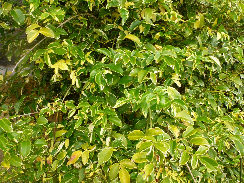 Pandorea jasminoides bower vine 'Charisma'