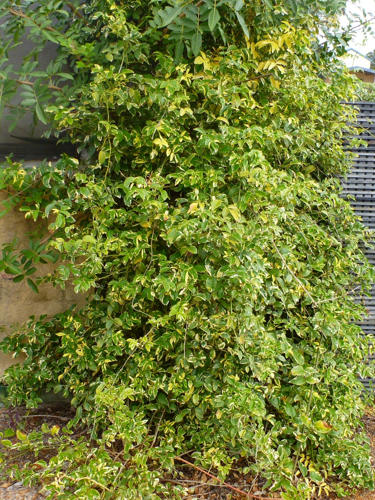 Pandorea jasminoides bower vine 'Charisma'