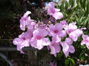 Pandorea jasminoides ‘Southern Belle’ Pandorea | Gardening With Angus