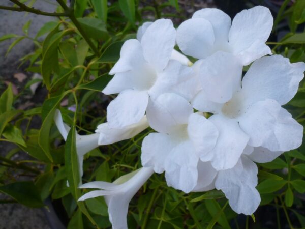 Pandorea jasminoides ‘Wedding Bellz’ | Gardening With Angus