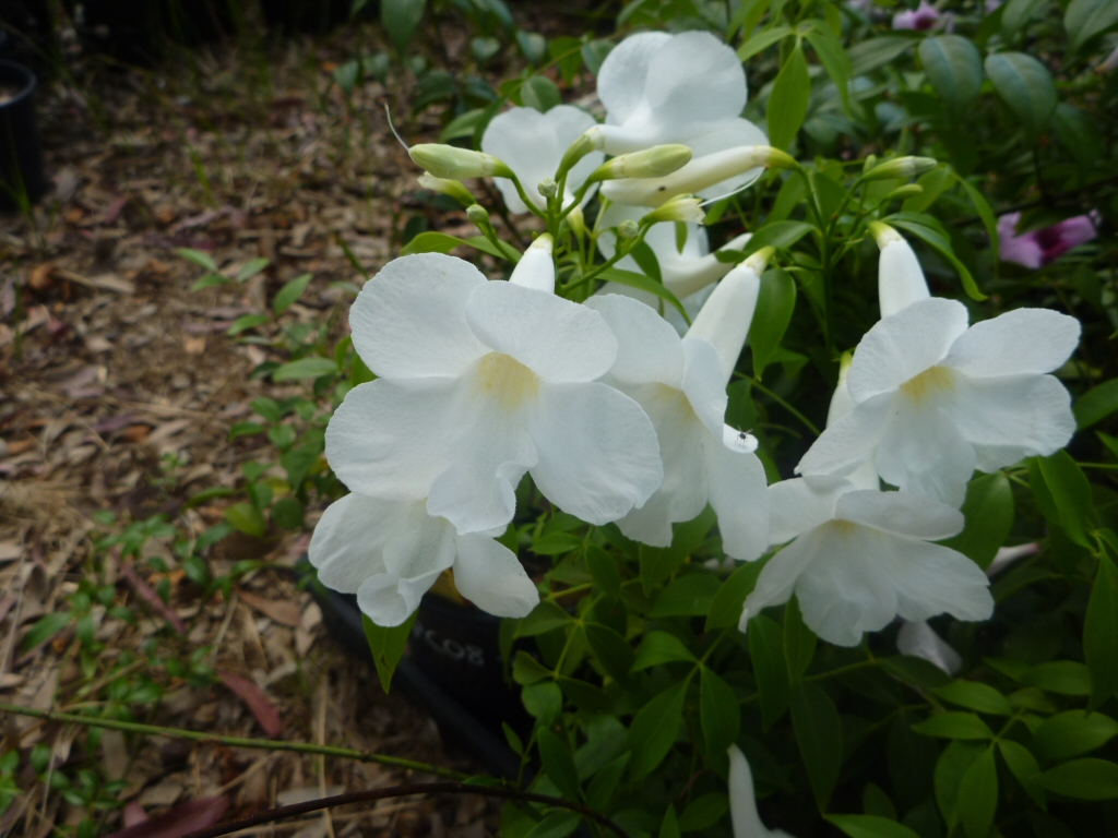 Pandorea jasminoides Wedding Bellz - bower vine is an evergreen climber with large white flowers