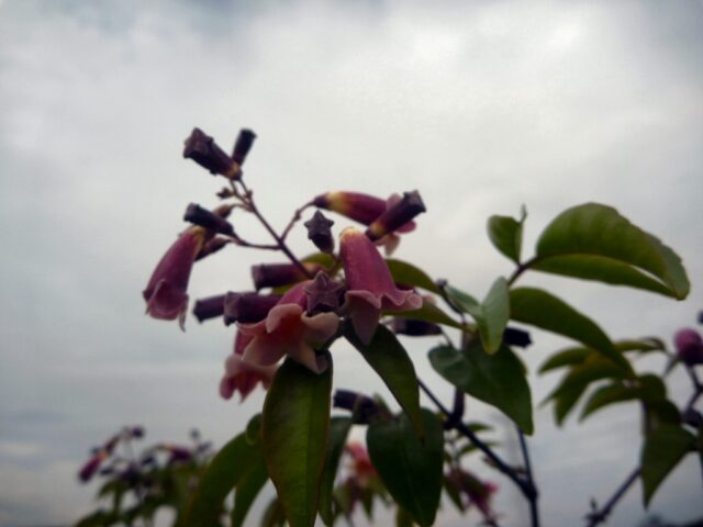 Pandorea pandorana Ruby Belle