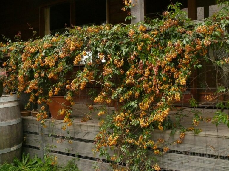 Australian Native Climbers and Creepers | Gardening With Angus