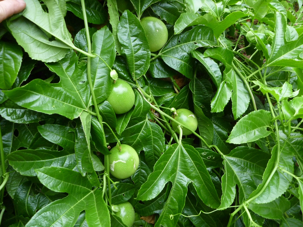 Passiflora edulis - passion fruit