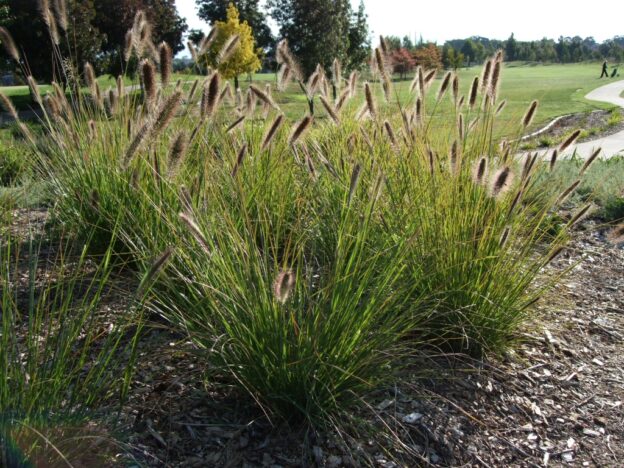 Pennisetum Alopecuroides ‘purple Lea Swamp Foxtail Grass Gardening With Angus