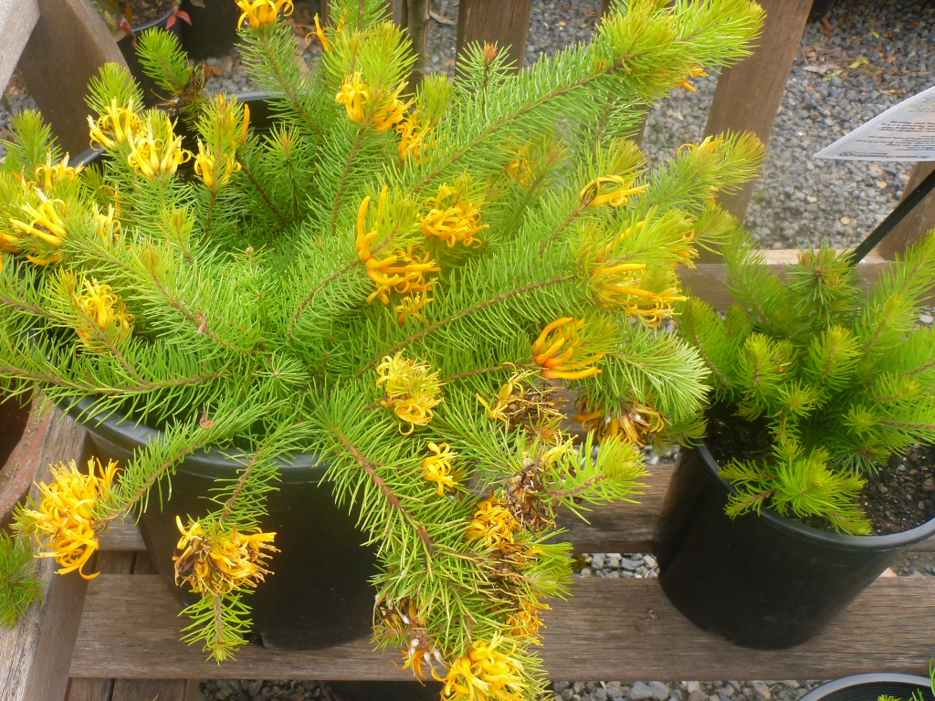 persoonia-chamaepitys_geebung