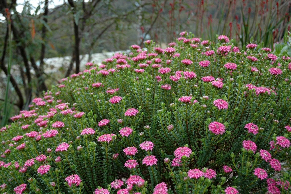 Pimelea ferruginea rice flower 'Pink Solitaire'