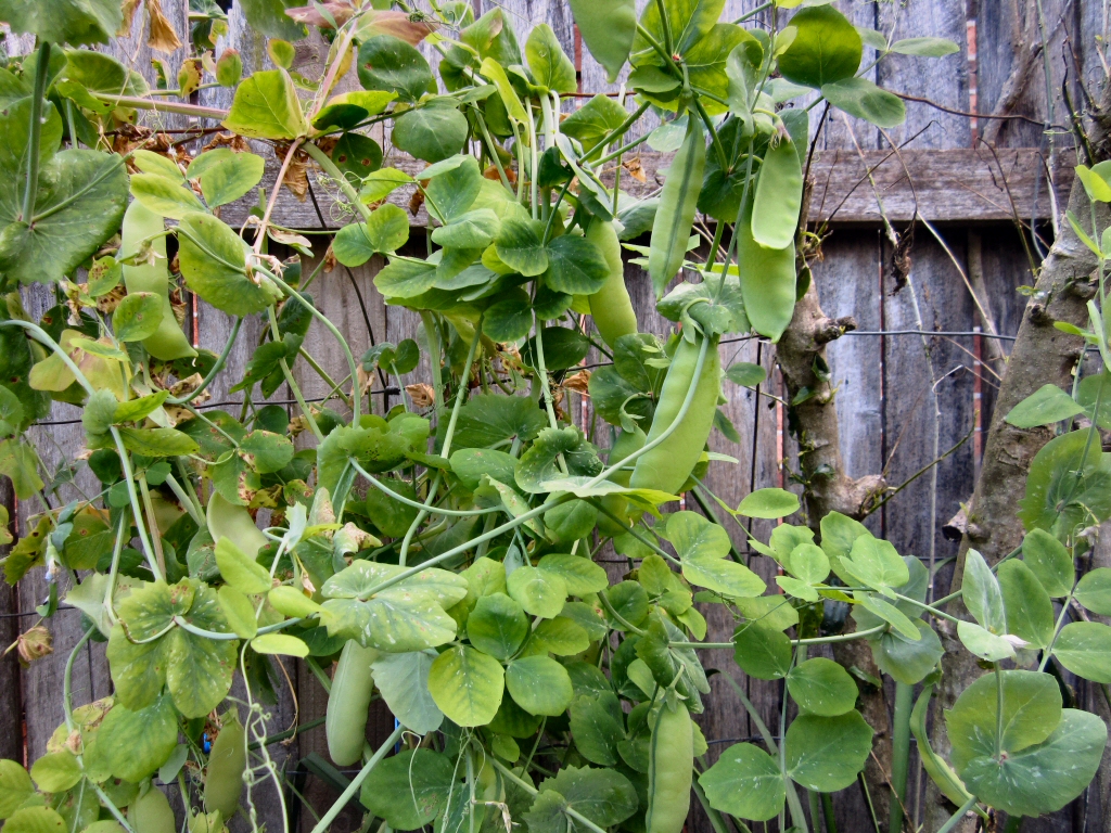 pisum-sativum_garden-peas-greenfeast