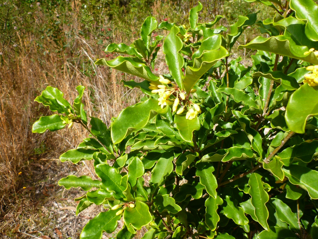 Pittosporum revolutum - yellow pittosporum has highly perfumed flowers