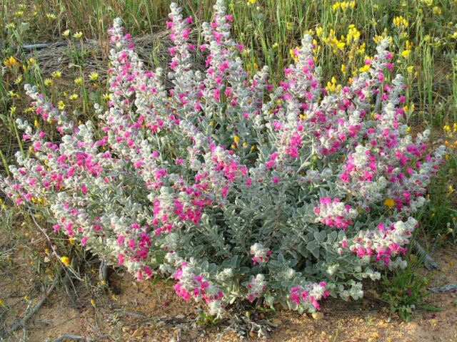 Pityrodia terminalis - native foxglove from western australia