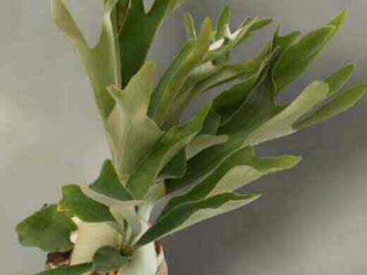 Platycerium bifurcatum elkhorn-fern 'Netherlands'