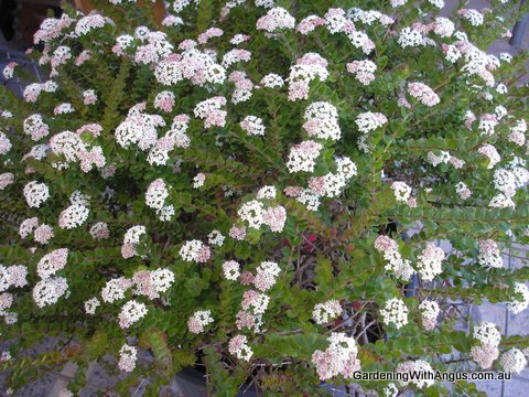 Platysace lanceolata 'Edna Walling Flower Girl'