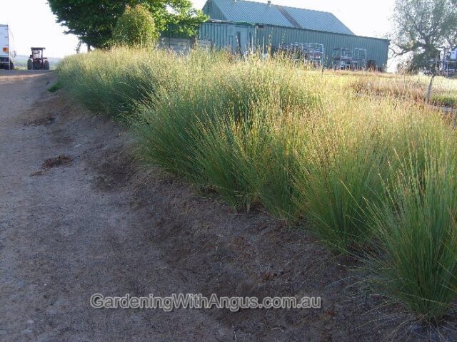 Poa labillardieri tussock grass 'Eskdale'