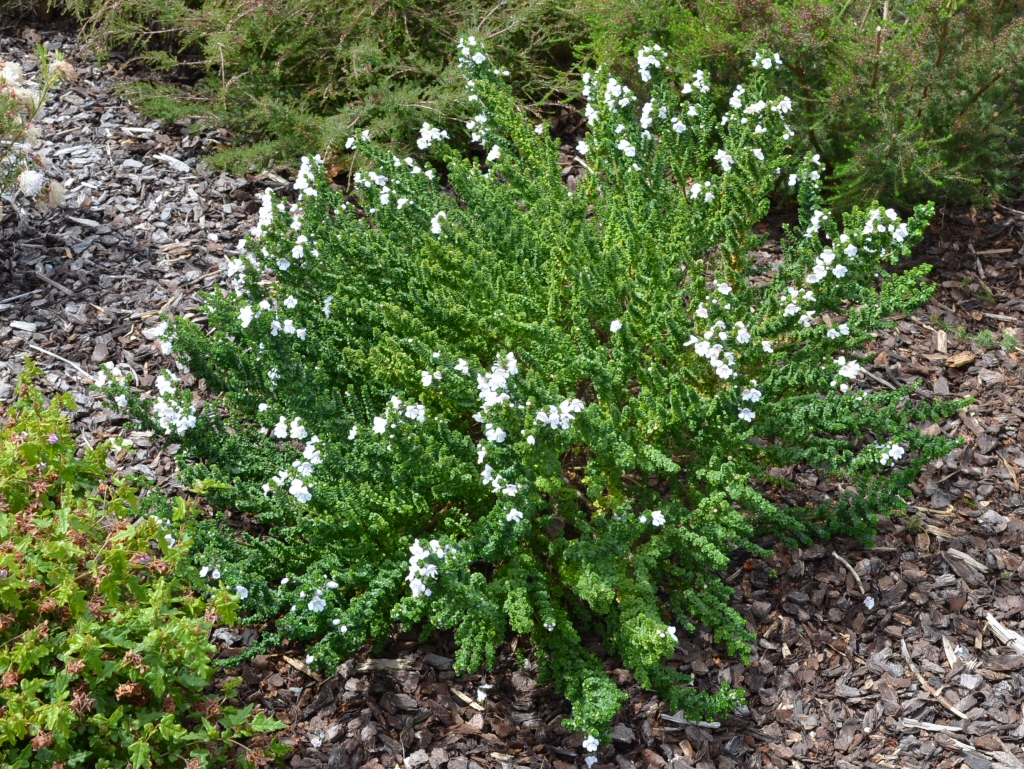 Prostanthera cuneatus-mint bush- 'Cool Mint'