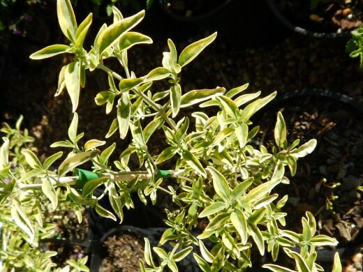 Prostanthera ovalifolia variegate - variegated mint bush