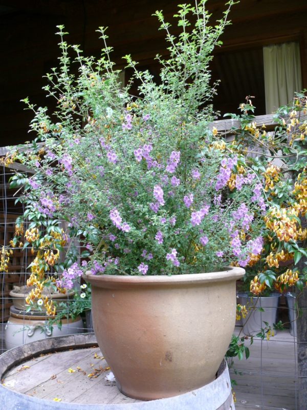 Prostanthera ‘Minty’ Native Mint Bush Gardening With Angus