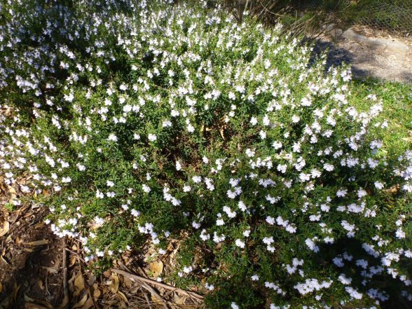 Prostanthera ‘Poorinda Ballerina’ – Mint Bush | Gardening With Angus