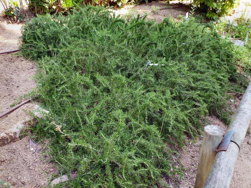 Prostrate rosemary is a great groundcover plant