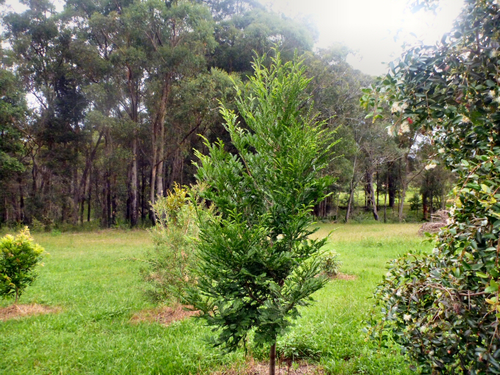 Angus’s Top Ten Small Australian Trees