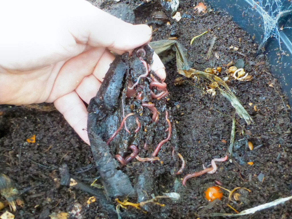 red worms are one of the best in worm farms