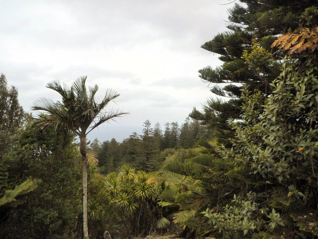 Rhapalostylis baueri - Norfolk Island palm or nikau