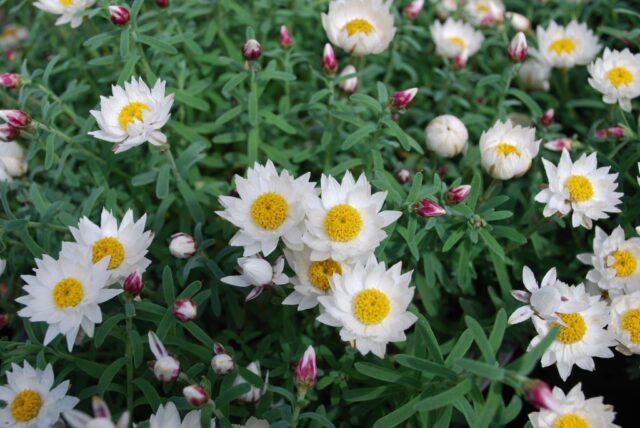 Rhodanthe anthemoides sunray daisy 'Sunray Snow'