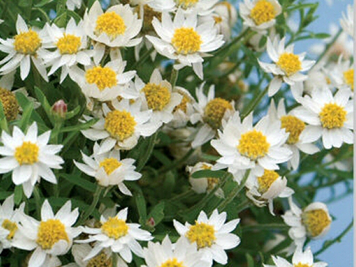 Rhodanthe anthemoides sunray daisy 'Paper Star'