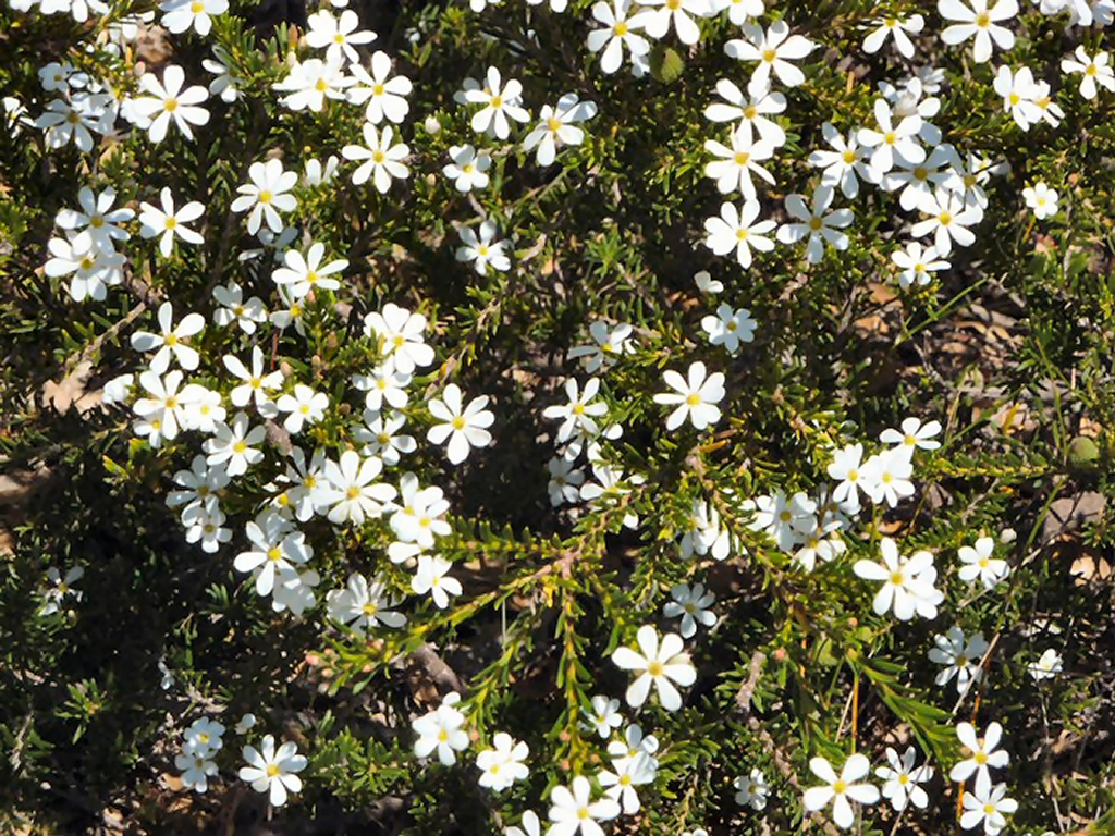 Ricinocarpos cyanescens - little wedding bush