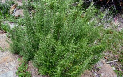 Long Stem Cutting of Rosemary