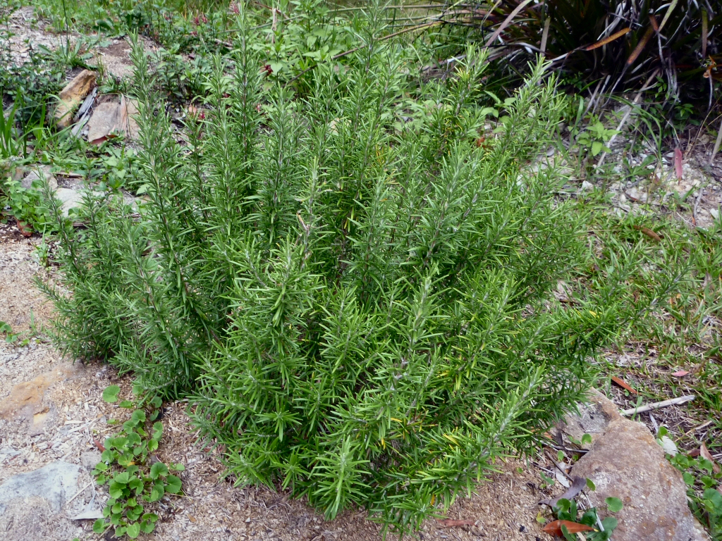 Rosemary increases blood flow to the head and brain
