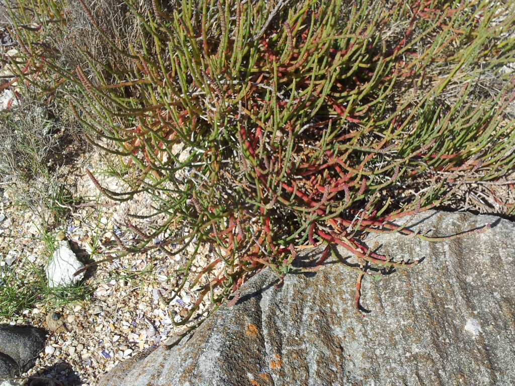 Sarcocornia quinqueflora - samphire