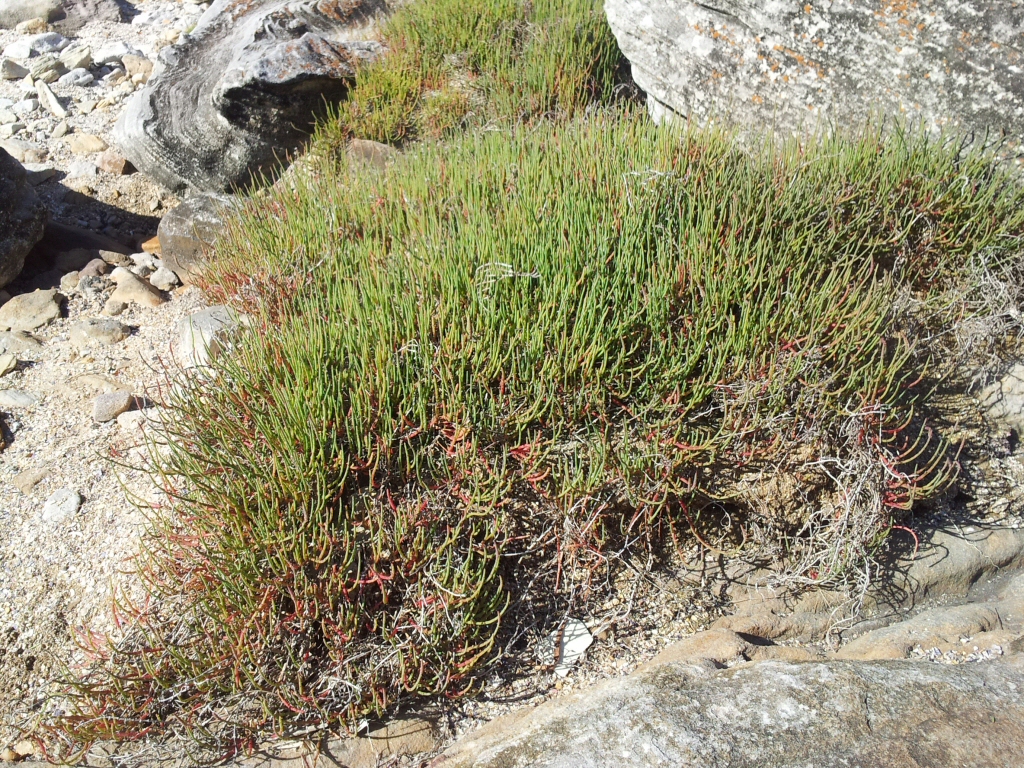 Sarcocornia quinqueflora - samphire
