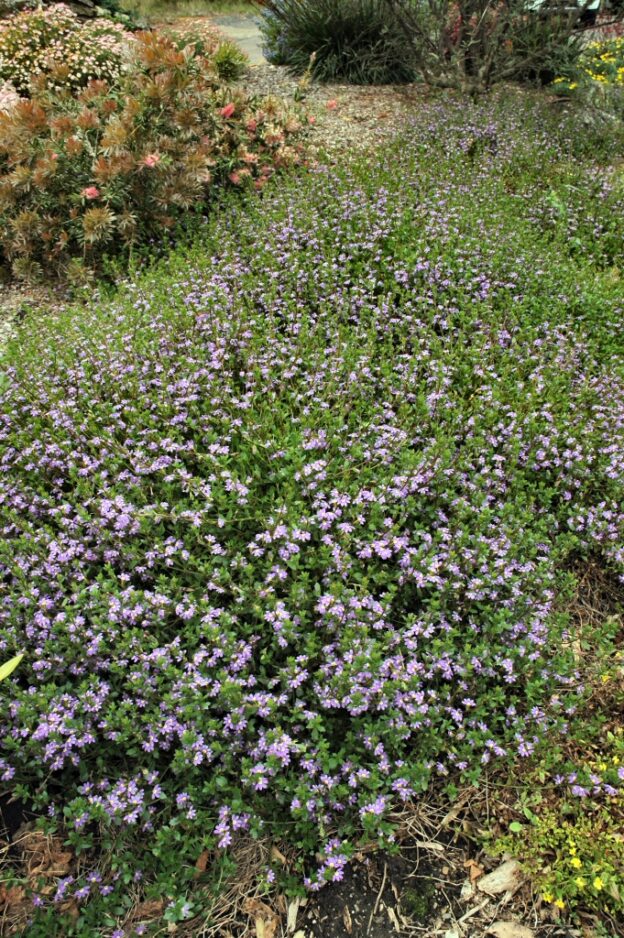 Scaevola aemula ‘Aussie Crawl’ – Fan Flower | Gardening With Angus